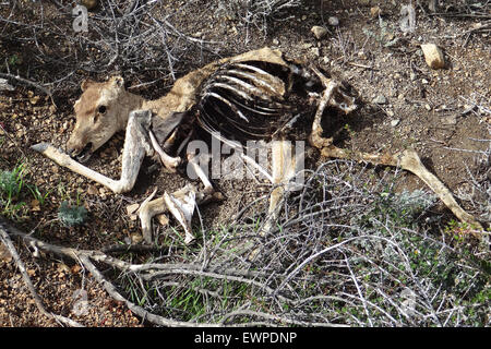 Die Überreste von einem schwarz - Tailed Hirsche, die durch Kojoten und Geier aufgeräumt worden. Stockfoto