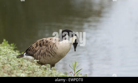 Kanadische Gans, Branta Canadensis Maxima, am Rande eines Teiches im Frühjahr Stockfoto