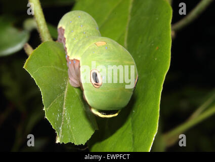 Eine Spicebush Schwalbenschwanz-Raupe kriecht entlang eines Blattes. Stockfoto