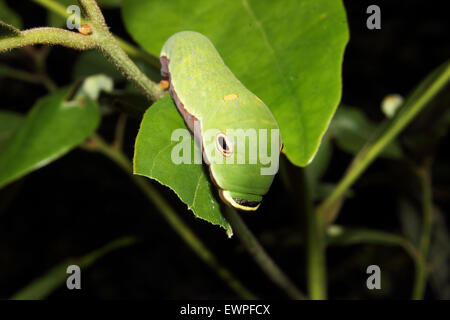 Eine Spicebush Schwalbenschwanz-Raupe kriecht entlang eines Blattes. Stockfoto