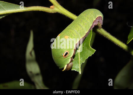 Eine Spicebush Schwalbenschwanz-Raupe kriecht entlang eines Blattes. Stockfoto