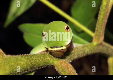 Eine Spicebush Schwalbenschwanz-Raupe kriecht entlang eines Blattes. Stockfoto