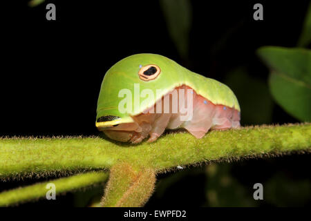 Eine Spicebush Schwalbenschwanz-Raupe kriecht entlang eines Blattes. Stockfoto