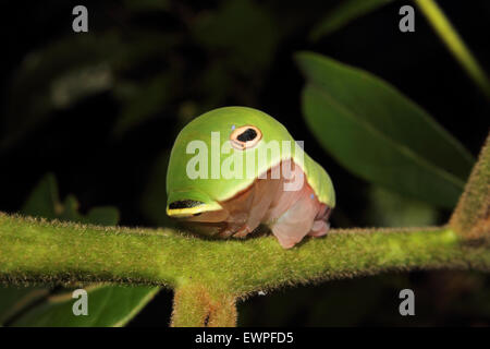 Eine Spicebush Schwalbenschwanz-Raupe kriecht entlang eines Blattes. Stockfoto