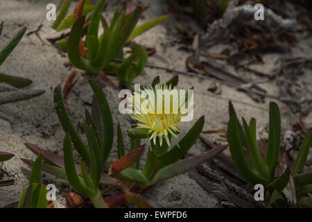 Ice-Werk saftigen, Khoi Edulis, kriechender Bodendecker auf Strandsand im Frühjahr in Südkalifornien Stockfoto