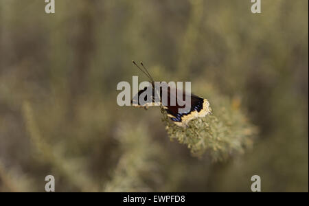 Trauermantel Schmetterling, Nymphalis Antiopa, im Frühjahr Stockfoto