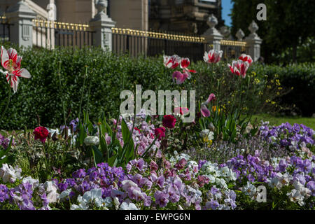 Blumen draußen, Russisches Konsulat, Straßburg, Elsass, Frankreich Stockfoto