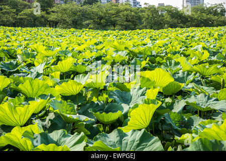 Lotusblätter, Shinobazu-Teich, Ueno-Park, Taito-Ku, Tokyo, Japan Stockfoto