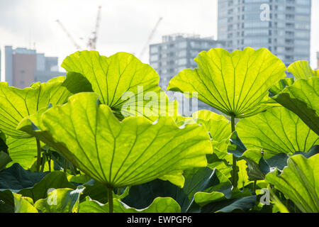 Lotusblätter, Shinobazu-Teich, Ueno-Park, Taito-Ku, Tokyo, Japan Stockfoto