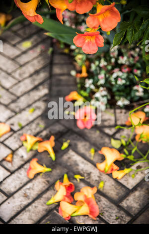Gefallenen Blüten, Stadt Yokohama, Kanagawa, Japan Stockfoto