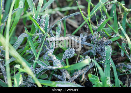 Grauen Schleim Schimmel (Schimmel) auf Rasen Stockfoto