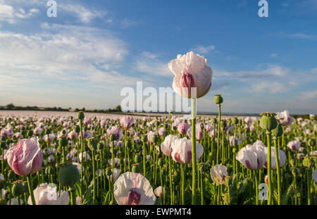 Sonnenuntergang über weiße rosa Mohnblumen in Ernte Feld Stockfoto