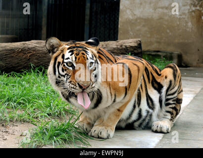 Suzhou, China Jiangsu Provinz. 29. Juni 2015. Mandschurische Tiger ist nach Regenfällen im Zoo Suzhou in Suzhou, der ostchinesischen Provinz Jiangsu, 29. Juni 2015 gesehen. © Hängen Xingwei/Xinhua/Alamy Live-Nachrichten Stockfoto