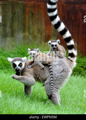 Suzhou, China Jiangsu Provinz. 29. Juni 2015. Kattas sind nach Regenfällen im Zoo Suzhou in Suzhou, der ostchinesischen Provinz Jiangsu, 29. Juni 2015 gesehen. © Hängen Xingwei/Xinhua/Alamy Live-Nachrichten Stockfoto