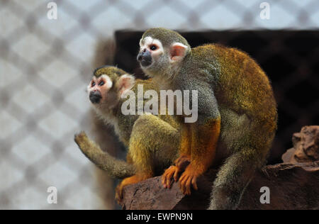 Suzhou, China Jiangsu Provinz. 29. Juni 2015. Totenkopfaffen sind nach Regenfällen im Zoo Suzhou in Suzhou, der ostchinesischen Provinz Jiangsu, 29. Juni 2015 gesehen. © Hängen Xingwei/Xinhua/Alamy Live-Nachrichten Stockfoto