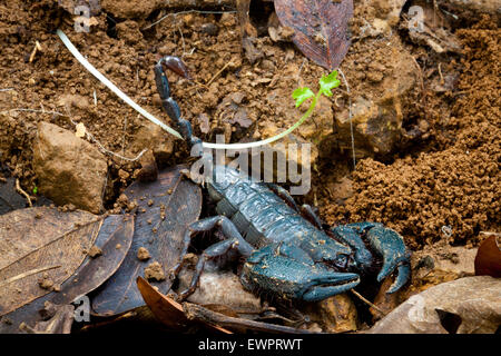 Scorpion Tityus Pachyurus im Regenwald Stock des Nationalpark Cerro Hoya, Provinz Veraguas, Republik von Panama. Stockfoto