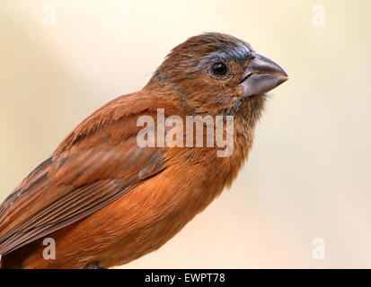 Weibliche Südamerikanischen Ultramarie Grosbeak (Cyanocompsa brissonii, Cyanoloxia brissonii). Stockfoto