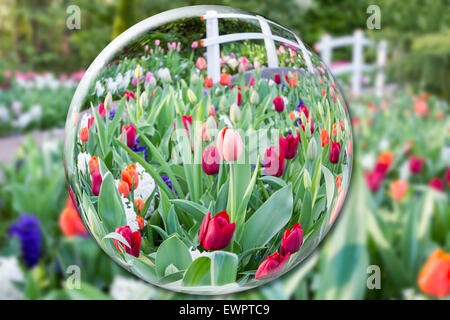 Kristallkugel widerspiegeln Tulpen Blumen im Keukenhof Holland Stockfoto