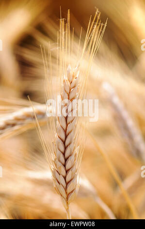 Ohren von Triticale, Triticosecale. Stockfoto