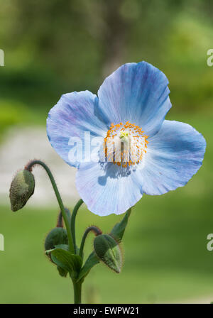 Himalaya-Mohn Meconopsis 'Lingholm' Stockfoto