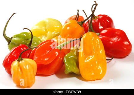 Habanero Chili Stockfoto