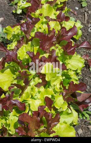 Roten & grünen Salatblättern Stockfoto