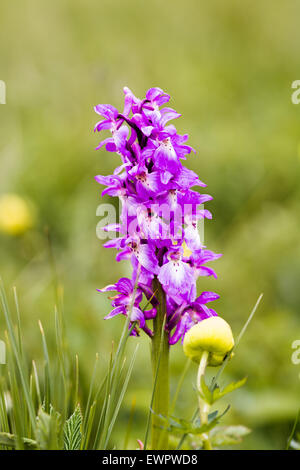 Einzelne frühe lila Orchidee - Orchis Makula Stockfoto