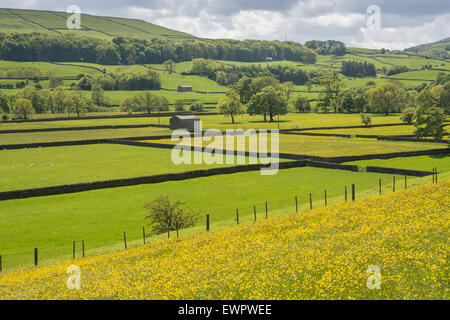 Yorkshire Dales Wiesen in Blüte Stockfoto