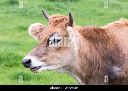 Porträt Kopf des gehörnten braune Kuh auf grüner Wiese Stockfoto