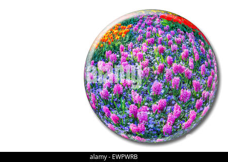 Glaskugel mit rosa Hyazinthen auf weißem Hintergrund in Keukenhof Holland Stockfoto