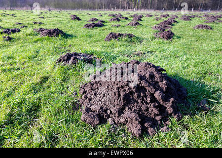 Viele Maulwurfshügel als Schäden in landwirtschaftlichen Wiese an sonnigen Tag Stockfoto