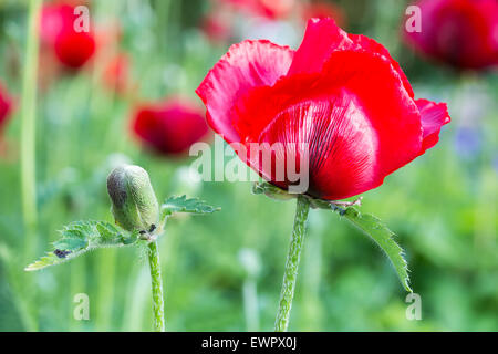 Roter Klatschmohn mit Blütenknospe in der Sommersaison Stockfoto