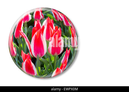 Zweifarbig rot weiße Tulpen in Glaskugel im Keukenhof Holland isoliert auf weißem Hintergrund Stockfoto