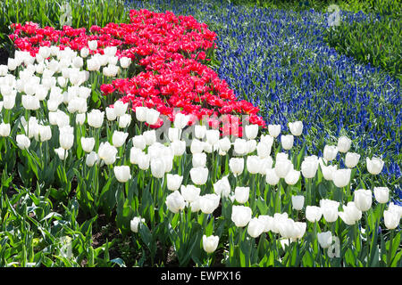 Tulpen Feld in rot und weiß mit blauen Traubenhyazinthen Stockfoto