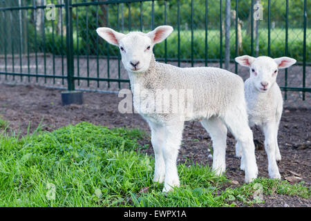 Zwei kleine weiße Lämmer stehend in Grasgrün auf sonnigen Tag im Frühling Stockfoto