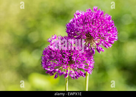 Zwei lila Blüten von ornamentalen Zwiebeln zusammen auf grünem Hintergrund isoliert Stockfoto