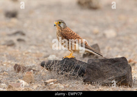 Alexanders Turmfalke, Männlich, Boavista, Kapverden (Falco Tinnunculus Alexander) Stockfoto