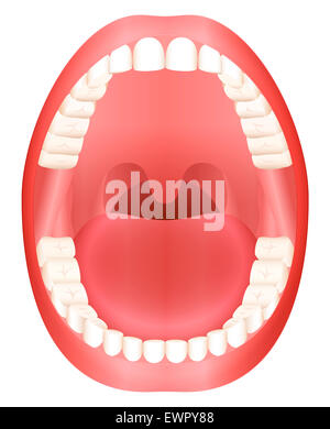 Zähne - öffnen Sie Erwachsenen Mund Modell mit Ober- und Unterkiefer und seine 36 bleibenden Zähne. Stockfoto
