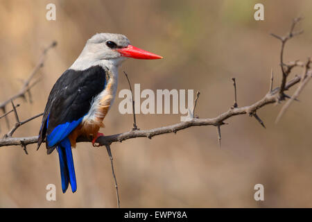 Grey-headed Eisvogel, Santiago, Kapverden (Halcyon Leucocephala) Stockfoto