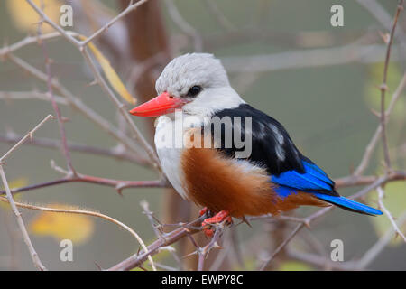 Grey-headed Eisvogel, Santiago, Kapverden (Halcyon Leucocephala) Stockfoto