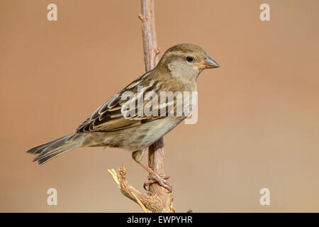 Spanische Sparrow weiblich Stockfoto