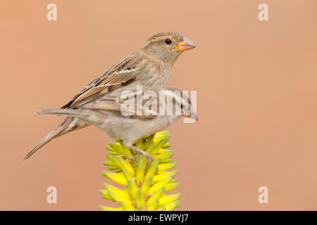 Spanisch Sparrow weibliche thront auf Aloe Vera zusammen mit Iago Spatz weibliche Stockfoto