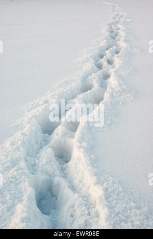 Fußspuren im Schnee Stockfoto
