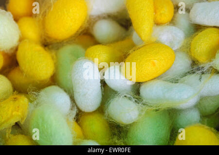 Seidenraupe Motte Bombyx Mori, Cocoon. Stockfoto