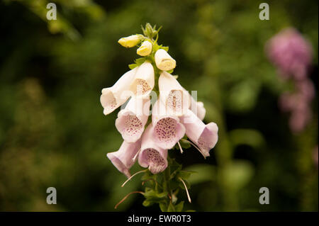 Fingerhut Blume rosa Creme Nahaufnahme hohe Abschnitt Seite wächst draußen im Garten in Großbritannien genommen im hellen Tageslicht Sommertag. Stockfoto