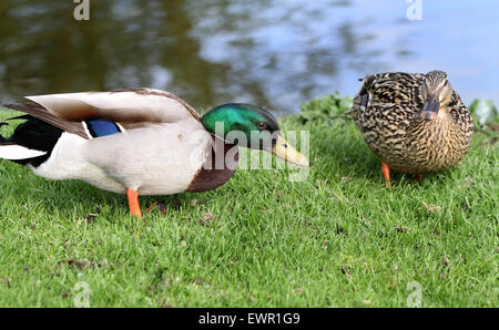 Stockente Enten am Teich-Ufer. Männliche und weibliche. Stockfoto