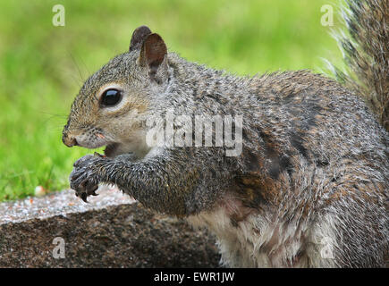 Graue Eichhörnchen ernähren sich von Nüssen im Hausgarten. Stockfoto