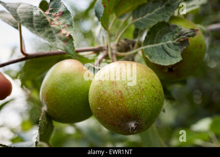 Junge Äpfel auf dem Baum, Rodale Institute, Kutztown, PA, USA Stockfoto