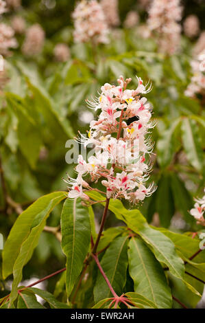 Süße Kastanien Blüte Baum Sommer Baum rosa Sonne Tageslicht Closeup verlässt Landschaft Stockfoto