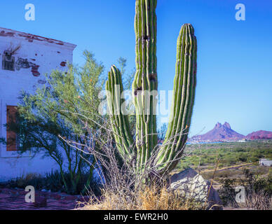 Saguaro-Kaktus neben einem alten Gebäude mit Mount Tetakawi in der Ferne Stockfoto
